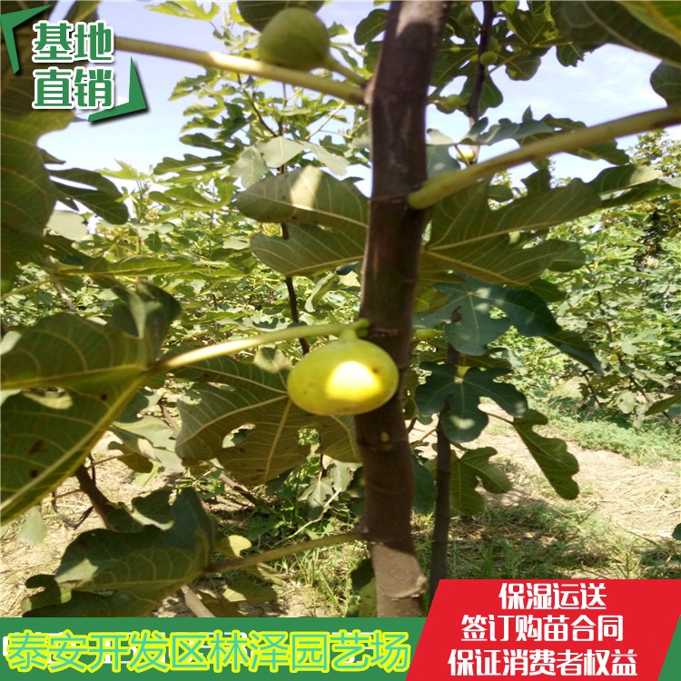 无花果苗、新品种无花果树苗价格