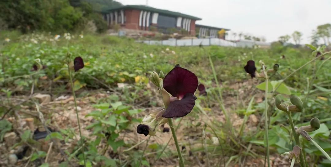 鉴定蜜蜂能难到哪里去？