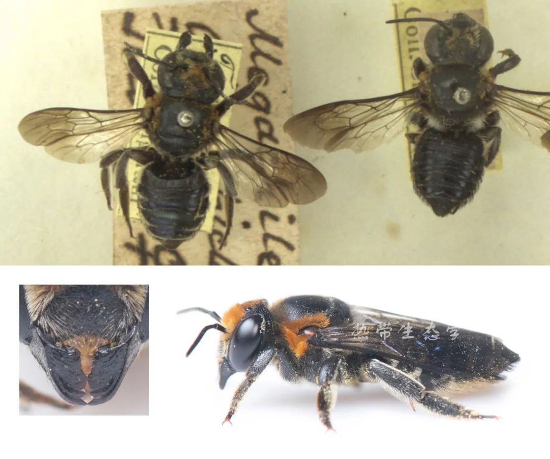 中国昆虫志电子版_中国经济昆虫志 下载_昆虫志pdf下载