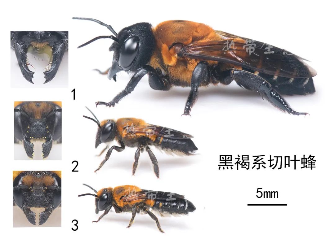 中国经济昆虫志 下载_中国昆虫志电子版_昆虫志pdf下载
