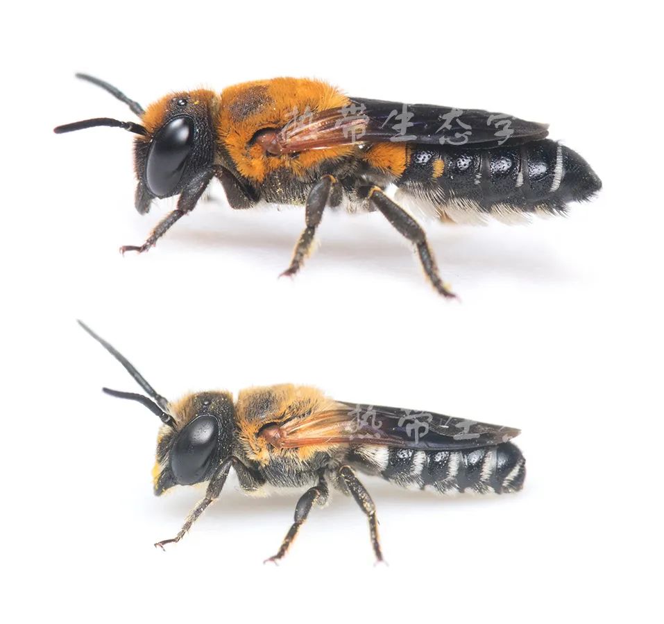 昆虫志pdf下载_中国昆虫志电子版_中国经济昆虫志 下载