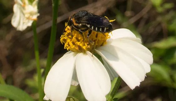 昆虫志pdf下载_中国昆虫志电子版_中国经济昆虫志 下载