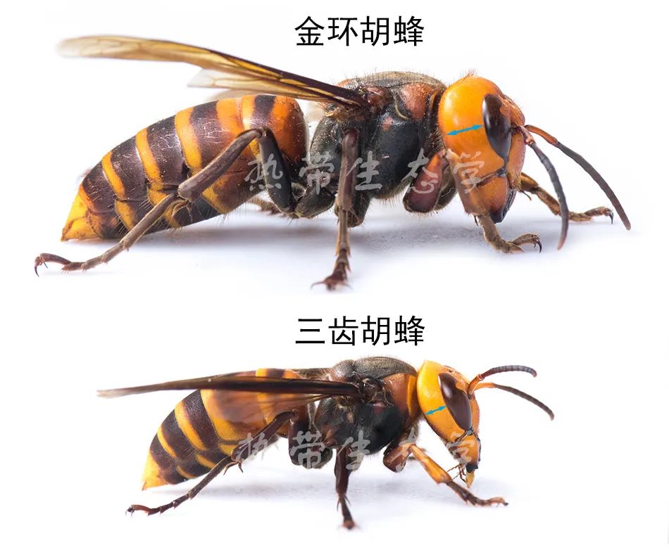 昆虫志pdf下载_中国经济昆虫志 下载_中国昆虫志电子版