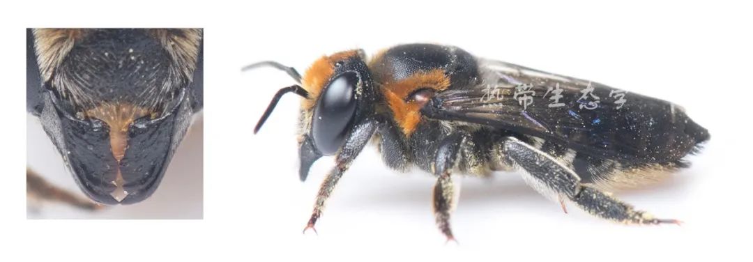 中国经济昆虫志 下载_昆虫志pdf下载_中国昆虫志电子版