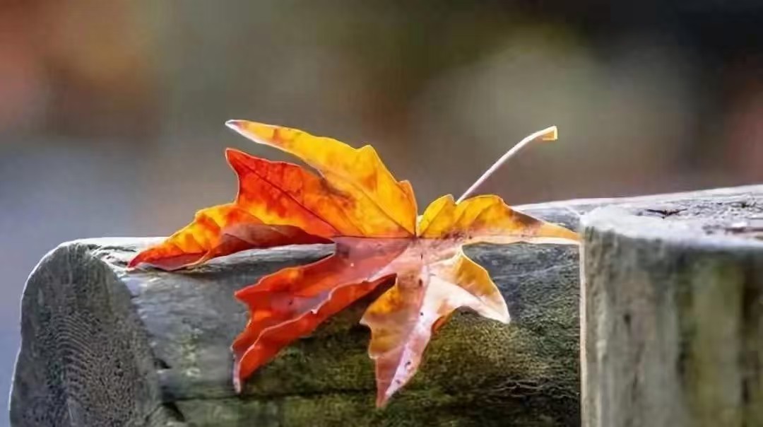 中年人社交困境_中年人情感孤独_人脉圈层