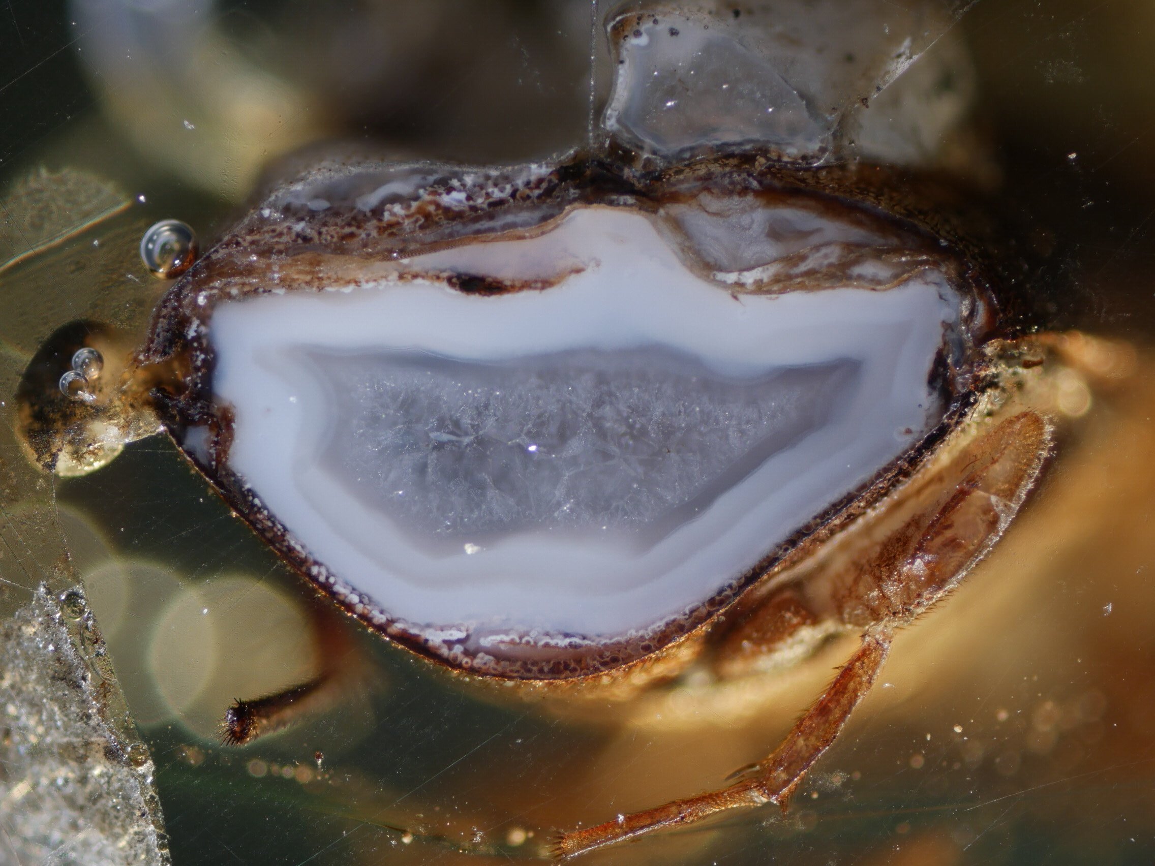 远古发现丨琥珀昆虫标本的“肚子”里，竟藏着水晶玛瑙