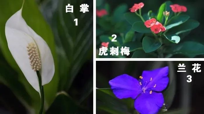 自然之美斐波那契数列_斐波那契数列兔子繁殖问题_斐波那契数列生活应用