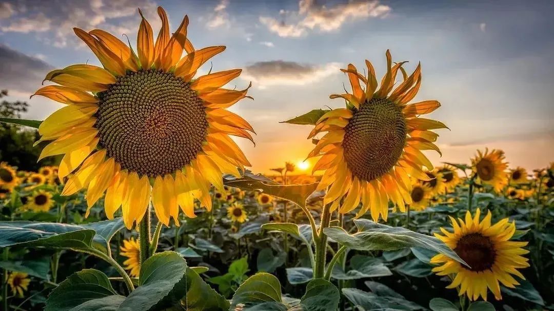 斐波那契数列兔子繁殖问题_斐波那契数列生活应用_自然之美斐波那契数列