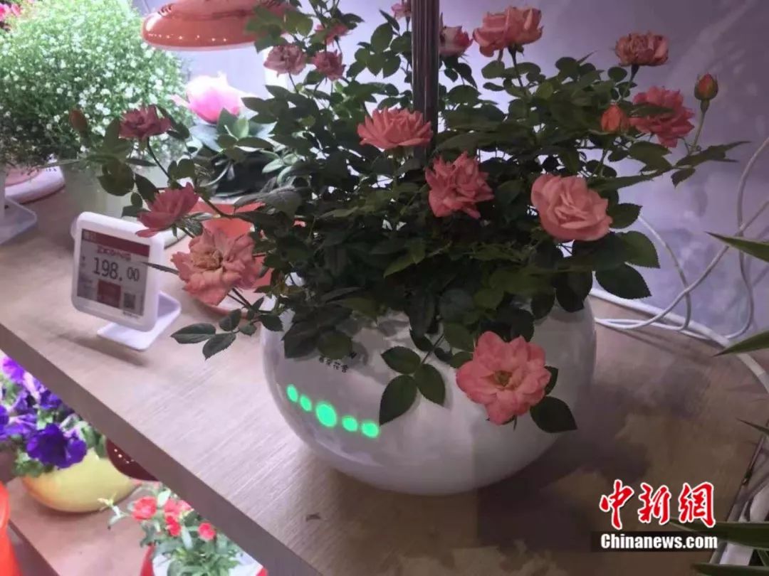 新闻美女游戏直播_游戏新闻 美女_新闻美女游戏视频