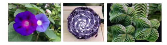 斐波那契数列科普_斐波那契数列与自然规律_斐波那契数列生活应用