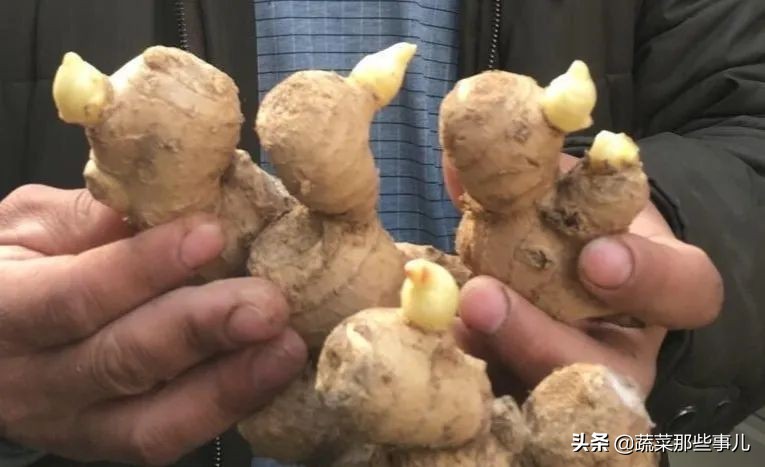 生姜畸形芽、“扎小辫”损失大，想提高品质和产量，一定要注意这几点