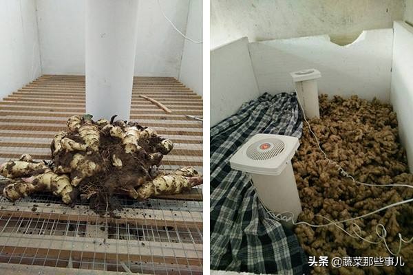 姜病虫害管理_大姜病虫害防治图_姜病害防冶