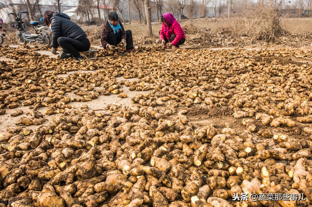 姜病害防冶_姜病虫害管理_大姜病虫害防治图