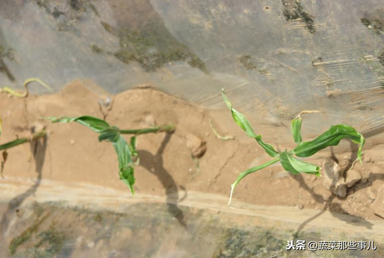 姜病虫害管理_姜病害防冶_大姜病虫害防治图