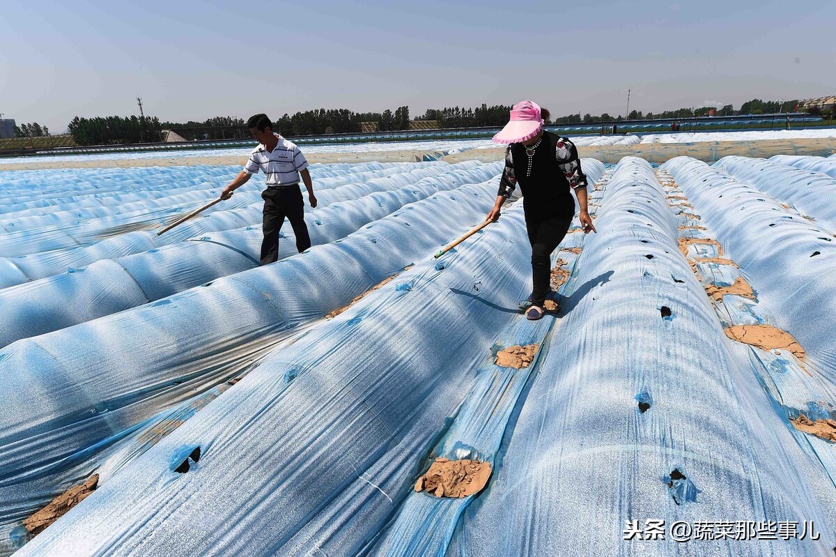 姜病害防冶_大姜病虫害防治图_姜病虫害管理