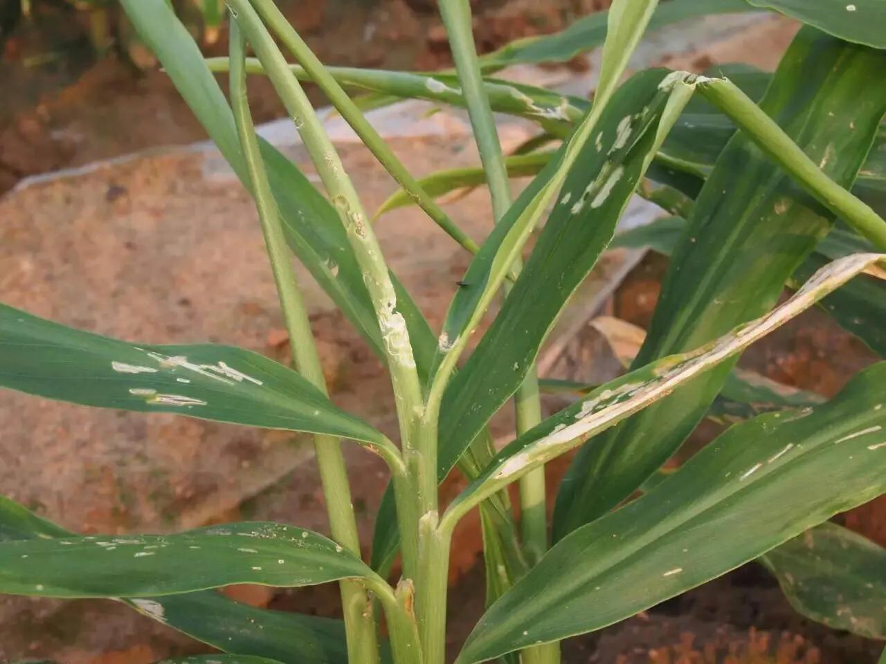 防治害姜病虫图大全图片_姜病虫害防治技术_大姜病虫害防治图