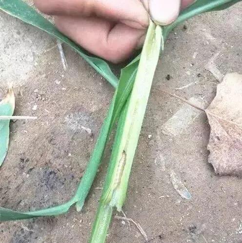 防治害姜病虫图大全图片_姜病虫害防治技术_大姜病虫害防治图