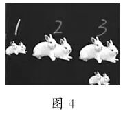 斐波那契数列应用于生活_斐波那契数列生活应用_斐波那契数列生活中有哪些应用