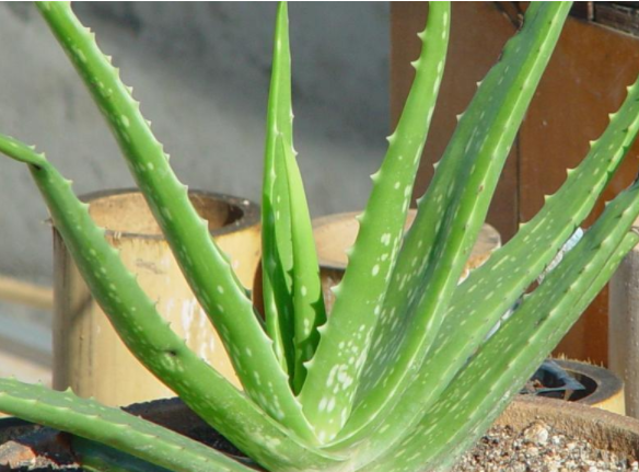 斐波那契数列自然现象应用_斐波那契数列生活应用_斐波那契数列品牌设计应用