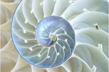 斐波那契数列自然现象应用_斐波那契数列生活应用_斐波那契数列品牌设计应用