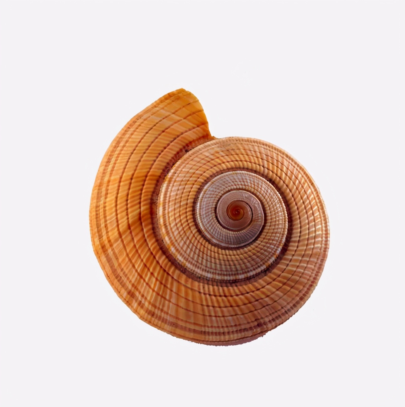 斐波那契数列生活应用_斐波那契数列应用于生活_斐波那契数列生活中有哪些应用