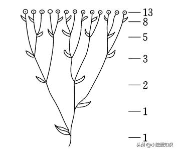 斐波那契数列生活中有哪些应用_斐波那契数列生活应用_斐波那契数列应用于生活