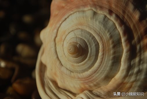 斐波那契数列应用于生活_斐波那契数列生活应用_斐波那契数列生活中有哪些应用