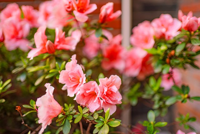 爱上你是生命中最自然的事情_遇见你生命中最美丽的奇迹_遇见你很幸福的句子