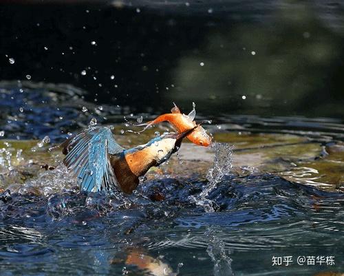 CNN（卷积神经网络）是什么？有何入门简介或文章吗？