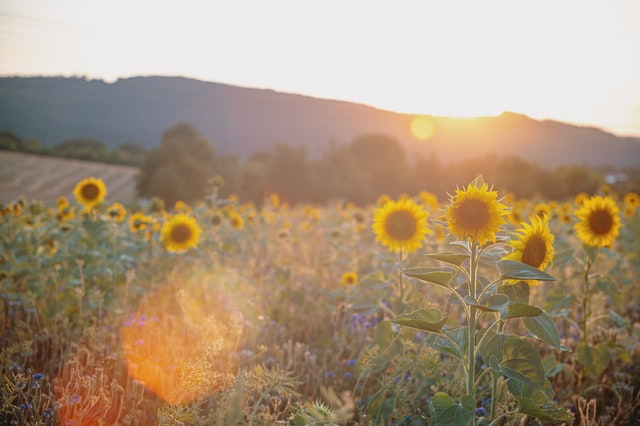 心情很好的文案（50句）