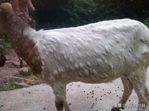 pg下载麻将胡了 早春山羊痘的防治方法，你都懂吗