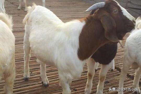 羊痘病的治疗_山羊痘防治方法_山羊痘症状