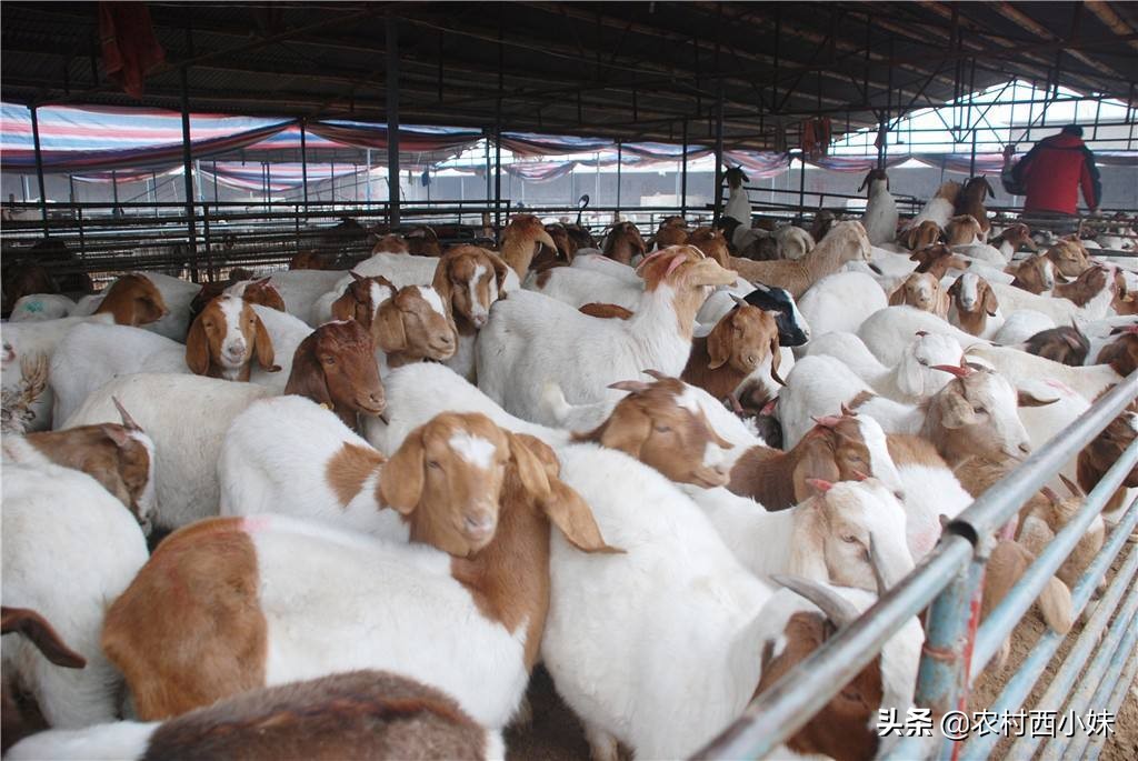 山羊痘症状_山羊痘防治方法_羊痘病的治疗