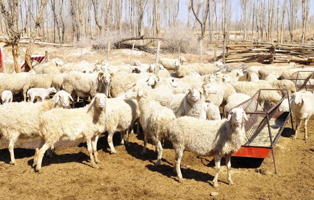 pg下载麻将胡了安卓专属特惠.安卓应用版本.中国 得了羊痘病的羊还能治好吗？病羊可以直接带去屠宰售卖吗？