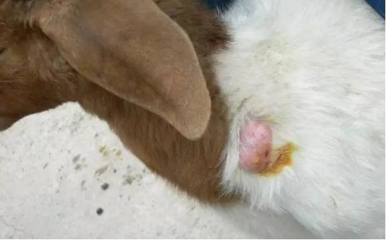 pg下载官方版打开即玩v1022.速装上线体验.中国 羊身上奇怪的包包和痘痘究竟是什么东西？养羊人该怎么科学用药？