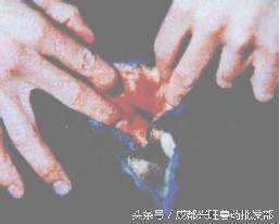 牛羊疱疹痘疹病毒病综合症_牛羊疱疹痘疹疾病治疗方案_羊痘病的治疗