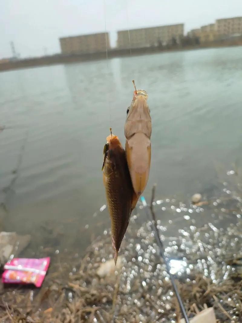 野钓鲫鱼调漂法_鲫鱼吃饵信号解读_用红虫钓鱼怎么调漂