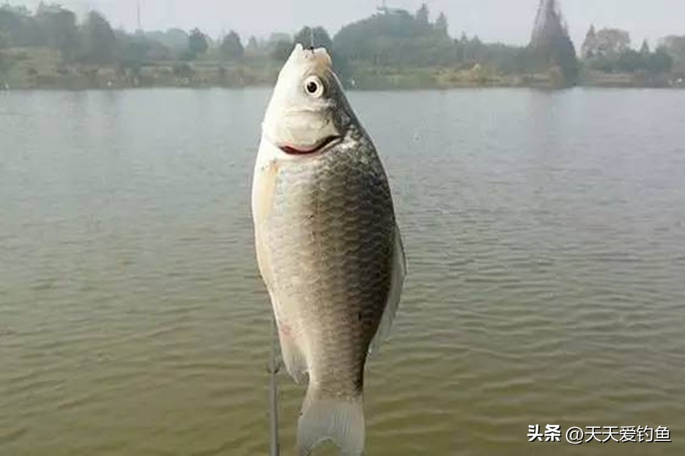 用红虫钓鱼怎么调漂_调漂找底公式_调漂半水状态