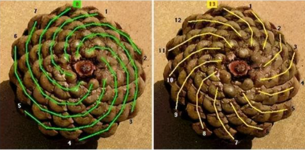 pg下载麻将胡了A.旗舰厅进体育.cc 斐波那契数列在生活中有哪些典型的应用