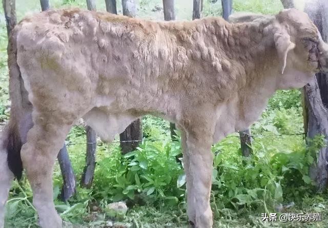 pg下载赏金下载 牛结节病高发，养牛户无可奈何，真的没办法治吗？