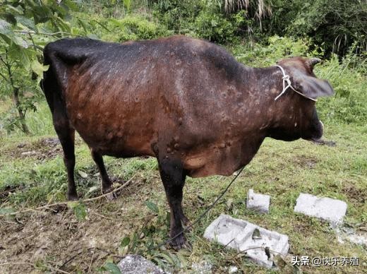 牛结节病治疗_牛结节病症状_羊痘病的治疗