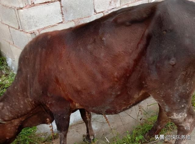 羊痘病的治疗_牛结节病治疗_牛结节病症状