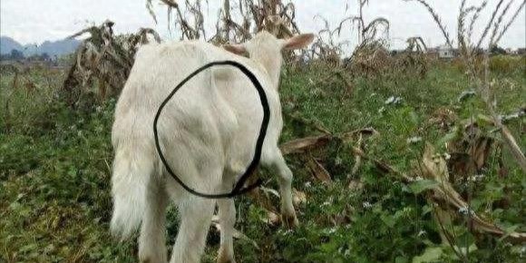 pg下载麻将胡了安卓专属特惠.安卓应用版本.中国 【微课堂】高发！羊传染性脓包病（羊口疮）的彻底防治方法！