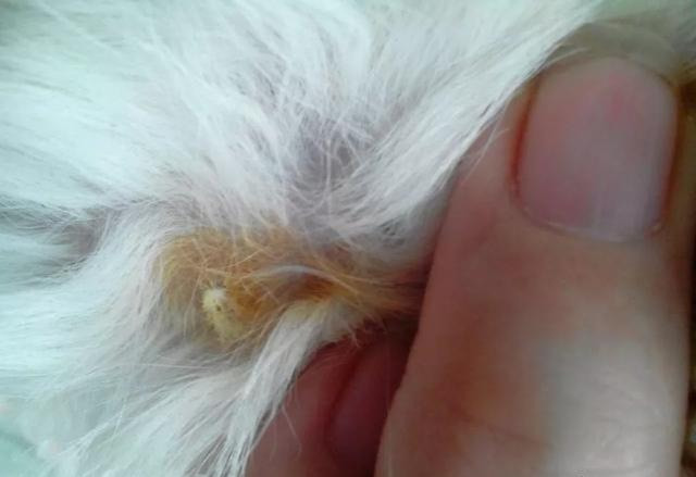 山羊传染性脓包病毒病_绵羊传染性脓包病毒病_羊痘病的治疗