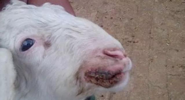 山羊传染性脓包病毒病_绵羊传染性脓包病毒病_羊痘病的治疗