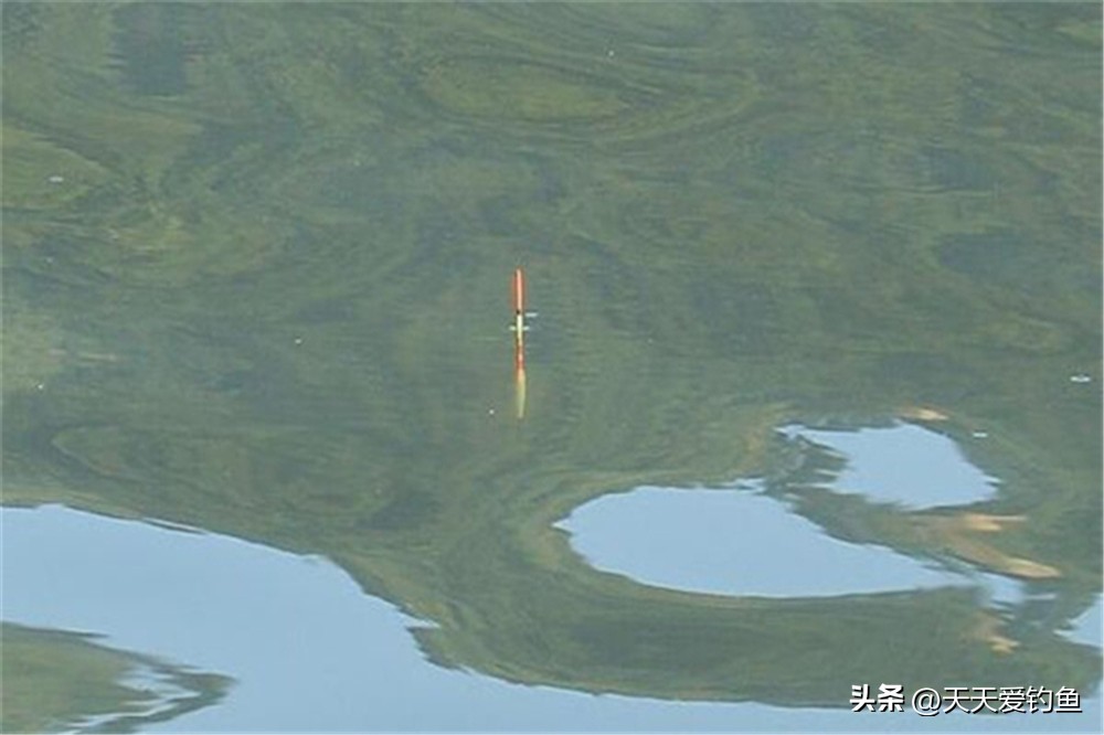 台钓调漂方法_传统钓调漂方法_鱼钩挂红虫调漂