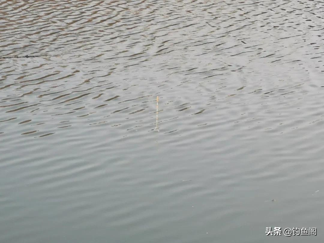 鱼钩挂红虫调漂_冬季低温鱼口难抓虫饵优势_风浪天钓鱼蚯蚓红虫调漂技巧