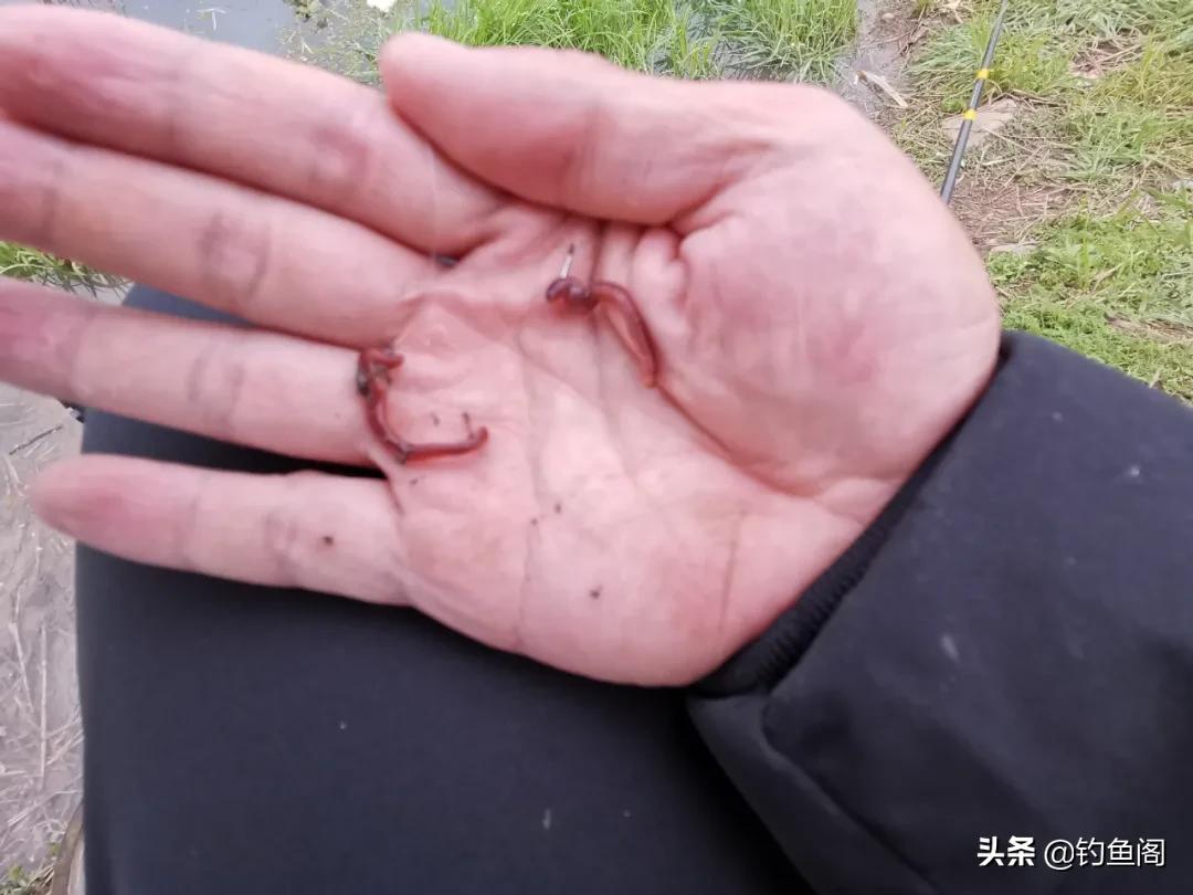 风浪天钓鱼蚯蚓红虫调漂技巧_鱼钩挂红虫调漂_冬季低温鱼口难抓虫饵优势
