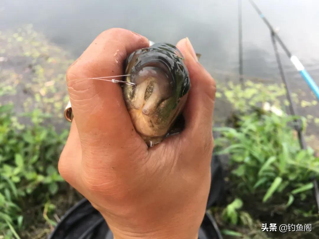 冬季低温鱼口难抓虫饵优势_风浪天钓鱼蚯蚓红虫调漂技巧_鱼钩挂红虫调漂
