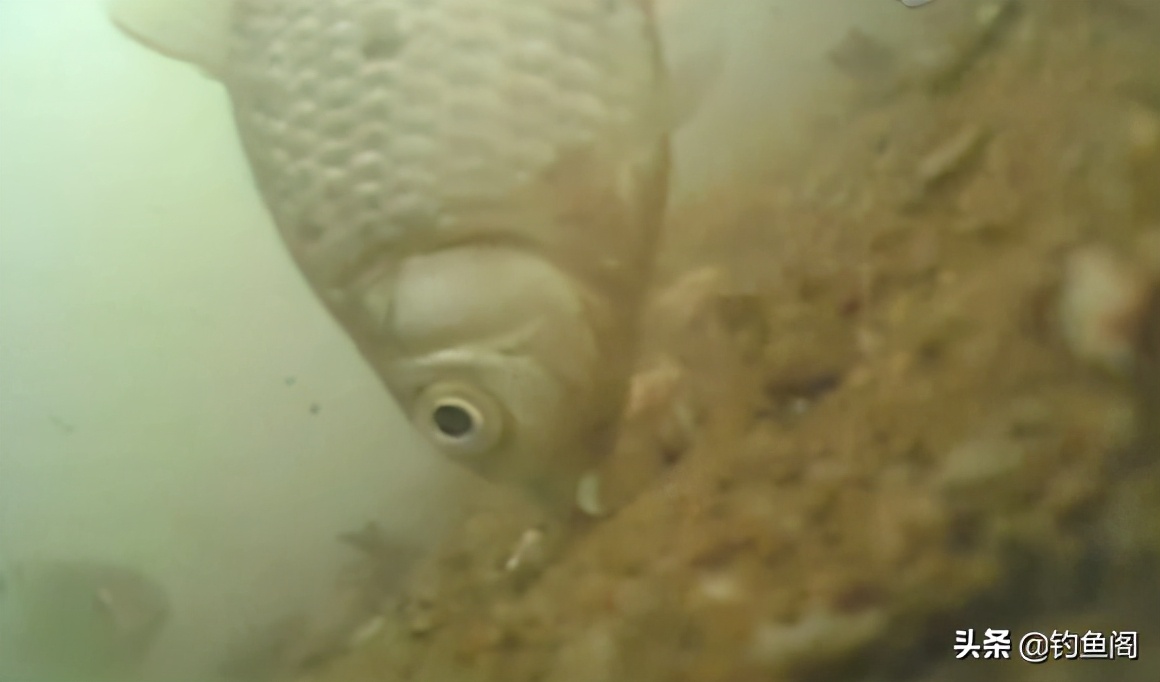 鱼钩挂红虫调漂_冬季野钓鲫鱼调漂_双钩到底野钓鲫鱼优势